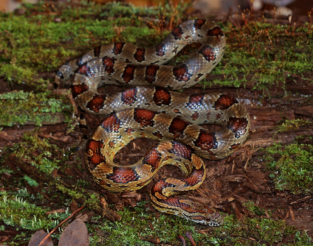 Corn snake (Pantherophis guttatus), an example of a commonly kept rodent-eating snake