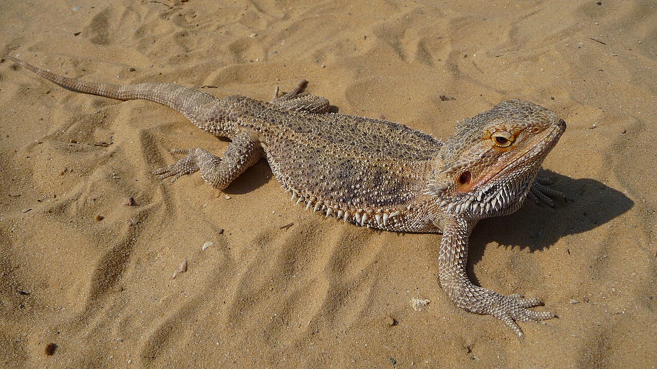 Central bearded dragon (Pogona vitticeps), an omnivorous reptile that eats insects and plant foods